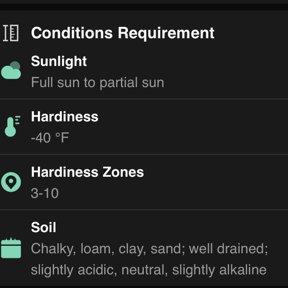 Spotted dead nettle Botanical name: Lamium maculatum Ground Cover - Picture 7 of 9